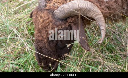 Große Horn Schafe auf der Wiese Stockfoto