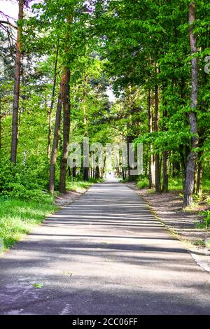 Straße durch schönen und wilden Wald mit Sonnenlicht durch Bäume, Weg durch dichten Pinienwald und blauen Himmel und Sonnenschein Stockfoto