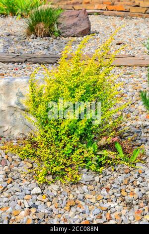 Sorte Thunbergs Berberitze (Berberis thunbergii 'Golden Rocket') im felsigen Garten. Heller ornamentaler Busch mit lebhaften gelb-grünen Blättern, Fokus ist bei Stockfoto