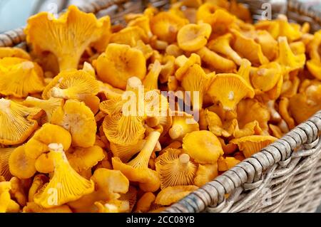 Pfifferlinge in einem Weidenkorb. Cantharellaceae Basidiomycetes. Stockfoto