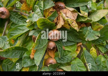 Grüner Laub und Frucht eines Medlar-Baumes (Mespilus germanica 'Nottingham'), der in einem Country Cottage Garden in Rural Devon, England, Großbritannien wächst Stockfoto