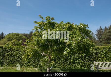 Grüner Laub und Frucht eines Medlar-Baumes (Mespilus germanica 'Nottingham'), der in einem Country Cottage Garden in Rural Devon, England, Großbritannien wächst Stockfoto