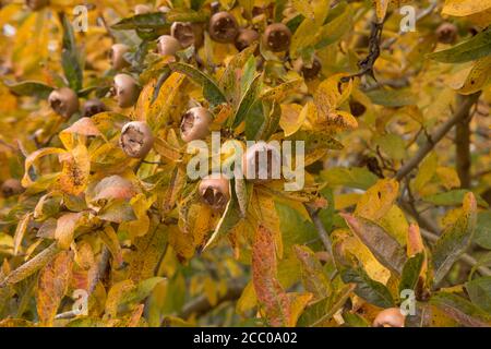 Leuchtend gelbe Herbstblätter und braune Früchte einer Medlar Baum (Mespilus germanica 'Westerveld') Wächst in einem Country Cottage Garden in Rural Devon Stockfoto