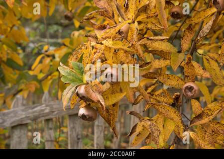 Leuchtend gelbe Herbstblätter und braune Früchte einer Medlar Baum (Mespilus germanica 'Westerveld') Wächst in einem Country Cottage Garden in Rural Devon Stockfoto