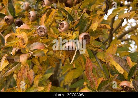 Leuchtend gelbe Herbstblätter und braune Früchte einer Medlar Baum (Mespilus germanica 'Westerveld') Wächst in einem Country Cottage Garden in Rural Devon Stockfoto