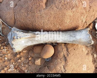 Fand einen Knochen von Tieren in einem ländlichen schlammigen und steinigen Gebiet. Knochen werden von Osteologen unter Mikroskopen mit chemischen Verbindungen und C14 analysiert Stockfoto