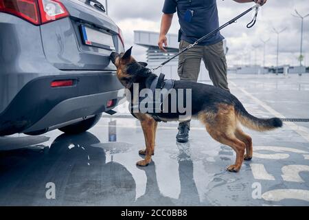 Drogerkennung Hund schnüffeln Kofferraum im Flughafen Stockfoto