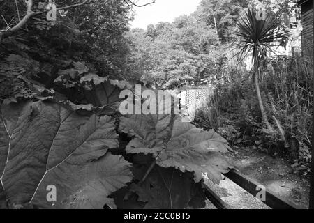 Der Wald bei Shanklin Chine auf der Isle of Wight. Stockfoto