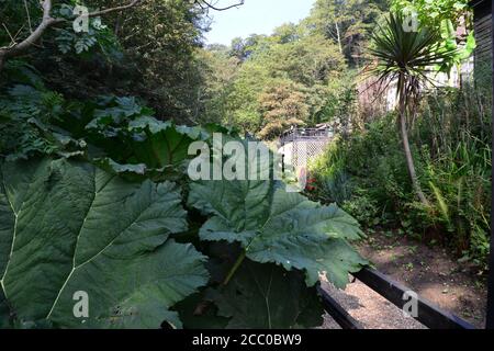 Der Wald bei Shanklin Chine auf der Isle of Wight. Stockfoto