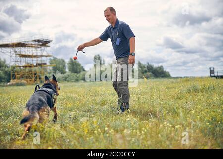 Männlich Offizier Ausbildung Deutscher Schäferhund im Feld Stockfoto