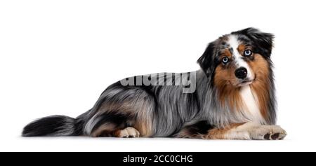 Schöner und gepflegter australischer Schäferhund, der Nebenwege hinlegt. Blick in Richtung Kamera mit hellblauen Augen und niedlichen Kopf Neigung. Isoliert ein Stockfoto