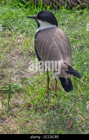 Chilenischer Kiebitz auf grünem Gras, von oben gesehen Stockfoto