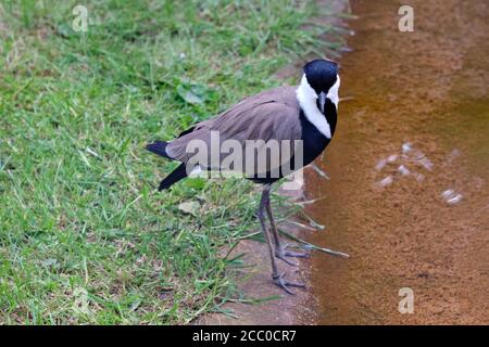 Chilenischer Kiebitz zu Fuß am Wasser, von oben gesehen Stockfoto