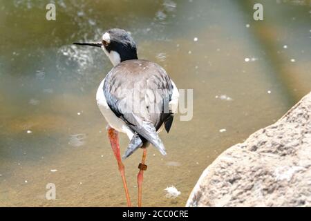 Chilenischer Kiebitz zu Fuß am Wasser, von oben gesehen Stockfoto