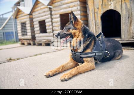 Sicherheitshund in Weste auf dem Boden liegend Stockfoto