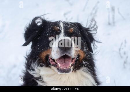 Berner Sennenhundekopf Nahaufnahme mit Schnee auf der Nase Stockfoto