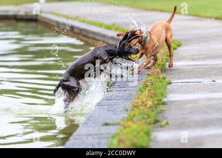 Northampton, Großbritannien. Wetter. August 2020. Hunde Wanderer früh, bevor der Regen kommt später wieder, Abington Park, Northamptonshire, Credit: Keith J Smith./Alamy Live News Stockfoto