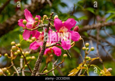 Baobab-Baum im Lake Manyara National Park Stockfoto