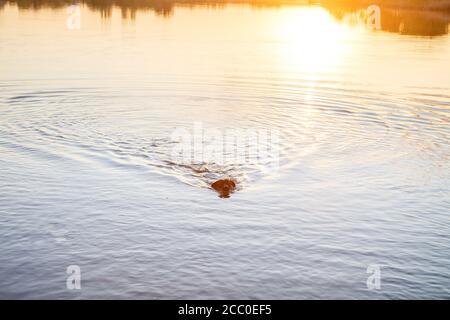 Der schwarze Hund Labrador schwimmt bei Sonnenuntergang im See. Wunderschöner Familienhund am Strand bei Sonnenuntergang. Welpe erkundet das Meer im Sommerurlaub Stockfoto