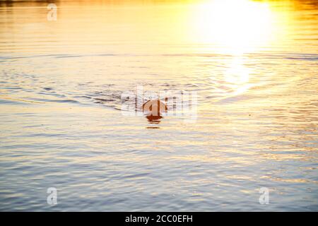 Der schwarze Hund Labrador schwimmt bei Sonnenuntergang im See. Wunderschöner Familienhund am Strand bei Sonnenuntergang. Welpe erkundet das Meer im Sommerurlaub Stockfoto