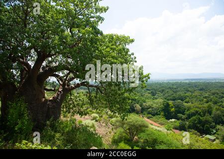 Baobab-Baum im Lake Manyara National Park Stockfoto