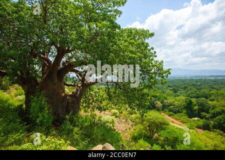 Baobab-Baum im Lake Manyara National Park Stockfoto