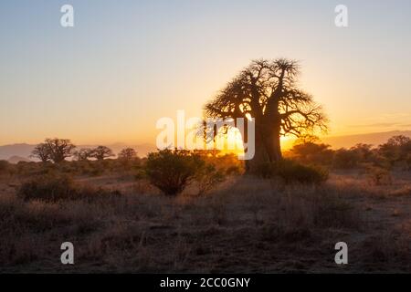 Baobab-Baum Stockfoto