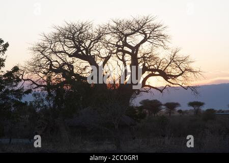 Baobab-Baum im Lake Manyara National Park Stockfoto