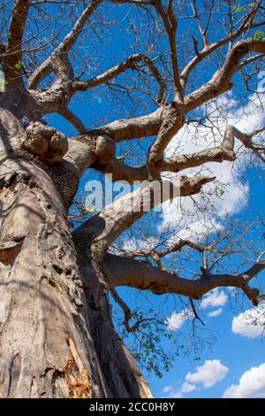 Baobab-Baum im Lake Manyara National Park Stockfoto