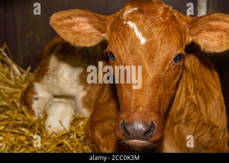 Neugeborenes orangefarbenes Kalb mit weißen Flecken, auf trockenem Heu liegend. Stockfoto