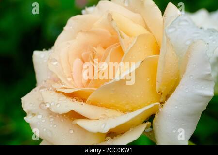 Zarte Pfirsich schöne Rose Nahaufnahme auf einem verschwommenen Hintergrund. Tau tropft auf die Blütenblätter. Bild für Karten, Hochzeitseinladungen. Stockfoto