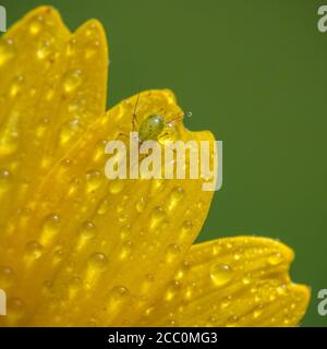 Makrobild einer einzelnen Greenfly auf gelber Blume mit Wassertropfen Stockfoto