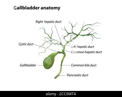 Gallenblase Anatomie isoliert auf weißem Hintergrund, Schmerzen, 3D-Rendering Stockfoto