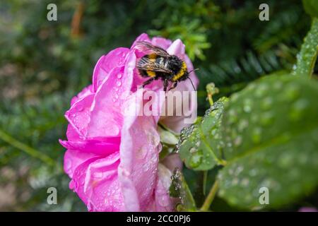 Gartenbumblebee (Bombus hortorum) auf einer rosa David Austin Strauchrose, rosa Gertrude Jekyll Ausbord, im Regen in einem Garten in Surrey, Südostengland Stockfoto