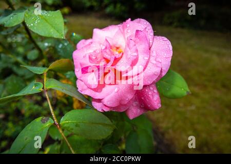 Nahaufnahme einer rosa Rose, die in einem Garten in Surrey, Südostengland, blüht, mit Regentropfen nach einem Regenschauer Stockfoto