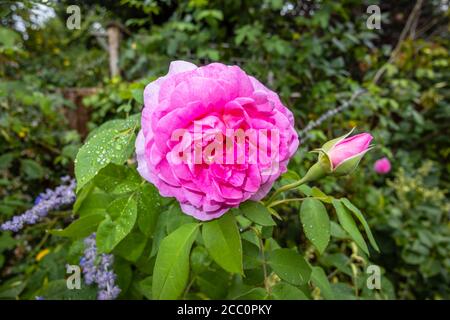 Nahaufnahme einer rosa Strauchrose und Knospe von David Austin, rosa Gertrude Jekyll Ausbord, die nach Regen in einem Garten in Surrey, Südostengland, blüht Stockfoto