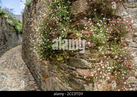 Die Gänseblümchenblüten von Flöhaban, die an einer alten Mauer in Tréguier, Côtes-d'Armor, Bretagne, Frankreich, wachsen Stockfoto