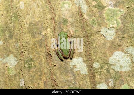 Japanischer Baumfrosch (Dryophytes japonicus), der nachts auf einen Baum klettert, Stadt Isehara, Präfektur Kanagawa, Japan Stockfoto