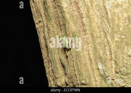 Japanischer Baumfrosch (Dryophytes japonicus), der nachts auf einen Baum klettert, Stadt Isehara, Präfektur Kanagawa, Japan Stockfoto