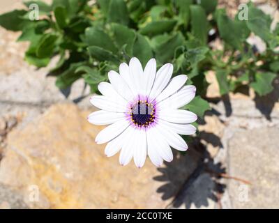 Weiß mit lila Auge afrikanische Gänseblümchen (Osteospermum) Stockfoto