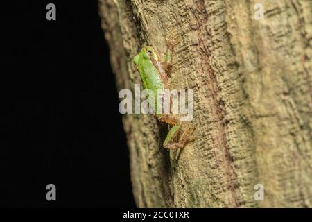 Japanischer Baumfrosch (Dryophytes japonicus), der nachts auf einen Baum klettert, Stadt Isehara, Präfektur Kanagawa, Japan Stockfoto