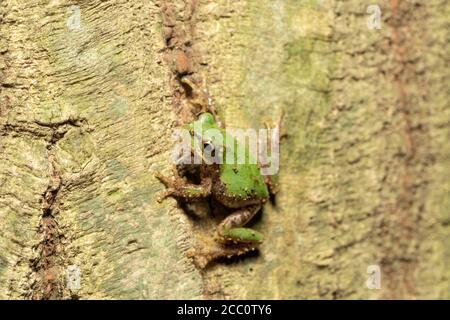 Japanischer Baumfrosch (Dryophytes japonicus), der nachts auf einen Baum klettert, Stadt Isehara, Präfektur Kanagawa, Japan Stockfoto