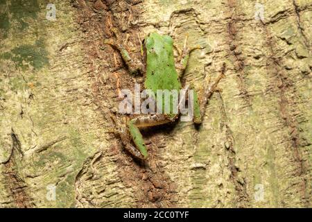 Japanischer Baumfrosch (Dryophytes japonicus), der nachts auf einen Baum klettert, Stadt Isehara, Präfektur Kanagawa, Japan Stockfoto