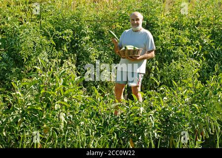 Alter Mann genießt seinen Küchengarten. Stockfoto