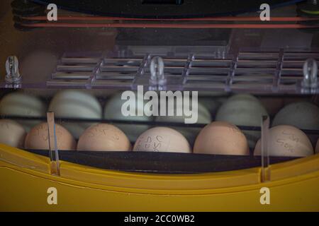 Hühnereier in einem Inkubator Stockfoto