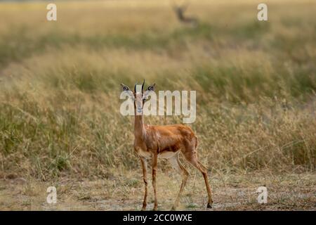 Chinkara oder indische Gazelle eine Antelope im Grasland von Tal Chhapar Heiligtum churu rajasthan indien - Gazella bennettii Stockfoto