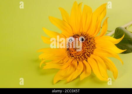 Sonnenblume verziert mit Kunststoff googly Augen auf einem hellgrünen Papier Hintergrund. Minimalistischer floraler Hintergrund. Stockfoto