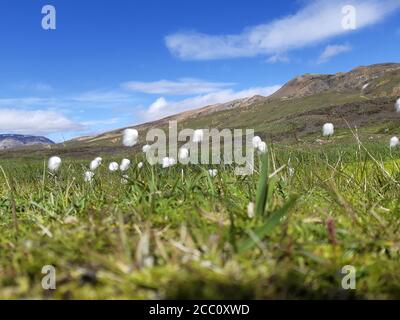 Scheuchzer-Baumwollgras oder weißes Baumwollgras, Eriophorum scheuchzeri in einer isländischen Landschaft Stockfoto