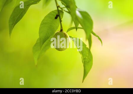 Ein grüner Pfirsich auf seinem Baum im Frühling Stockfoto