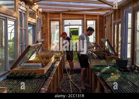 Europa, Frankreich, Burgund, Epoisses, Jungmarkt Gärtner Bewässerung Pflanzen in einem Gewächshaus Stockfoto